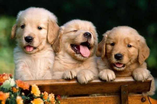 tre cuccioli di cane