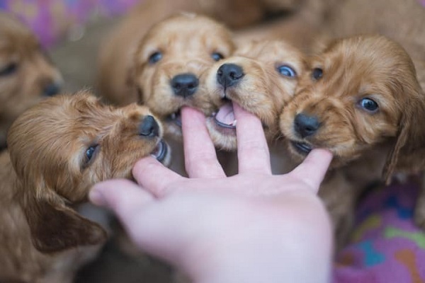 cuccioli di cane che mordono mano