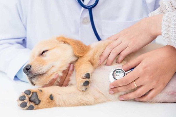 cucciolo di cane dal veterinario