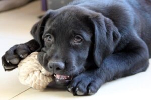 cucciolo di cane primi giochi in sicurezza