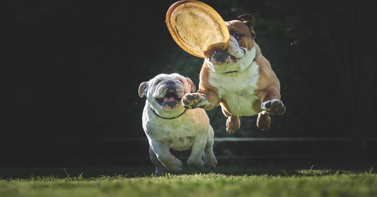 Cucciolo di cane, primi giochi: quali sono quelli da fargli fare