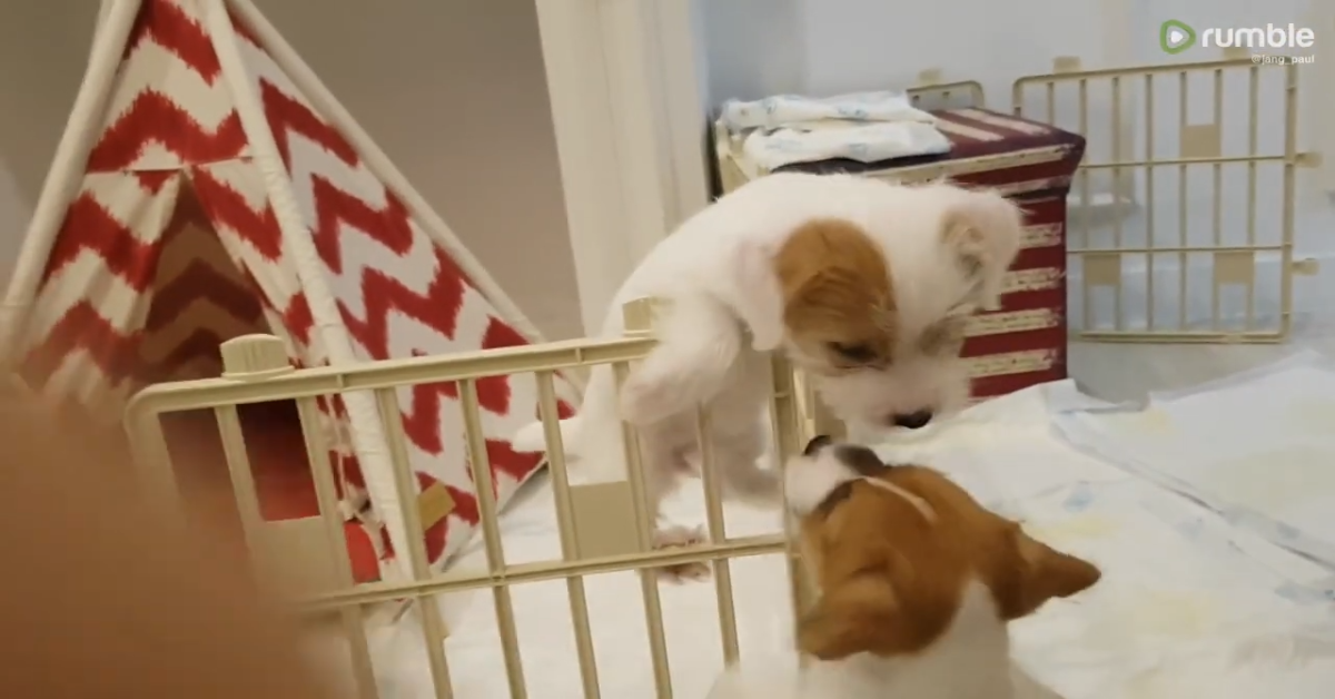 Cucciolo di cane prova a fuggire con scarso successo(VIDEO)
