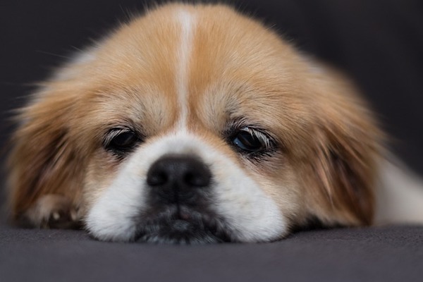 come rallegrare cucciolo di cane triste