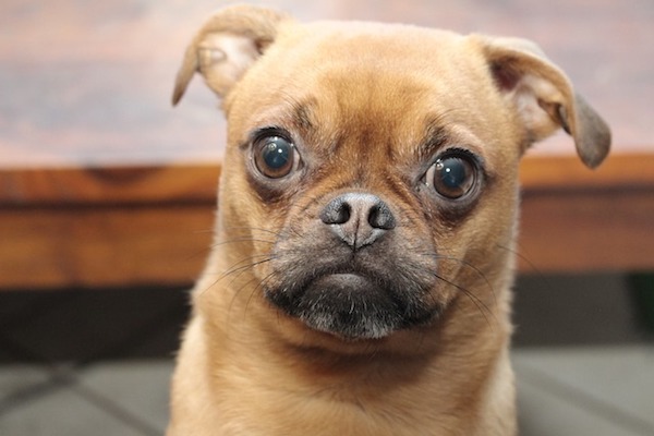 cagnolino con occhi spalancati