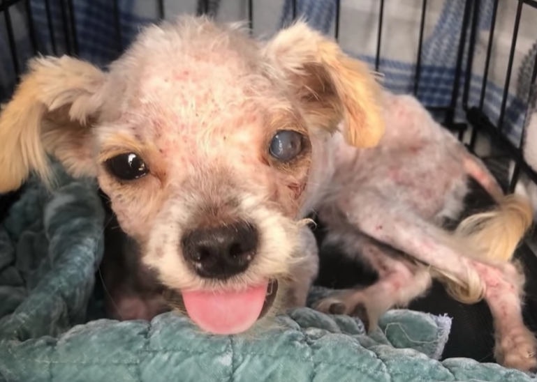 Cane oggi finalmente felice: video che mostra il suo salvataggio