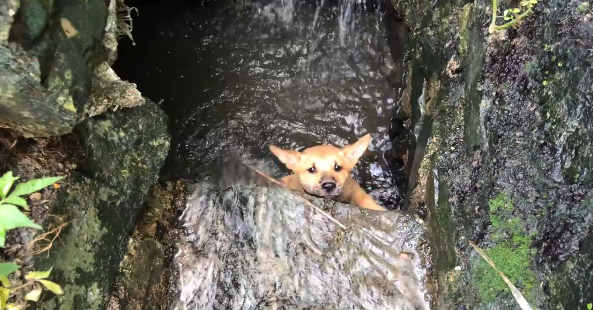 Cucciolo di cane salvato dalle fogne ha una seconda vita (VIDEO)