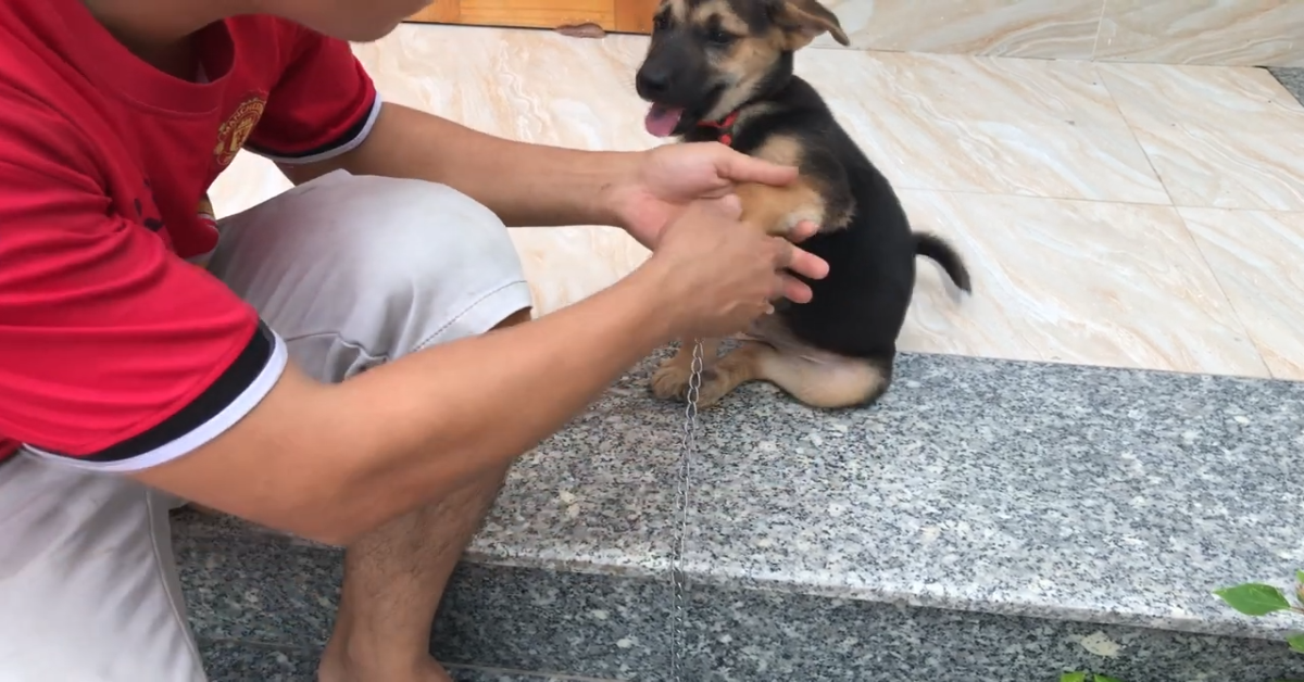 Cucciolo di pastore tedesco abbandonato e legato in un cantiere(VIDEO)