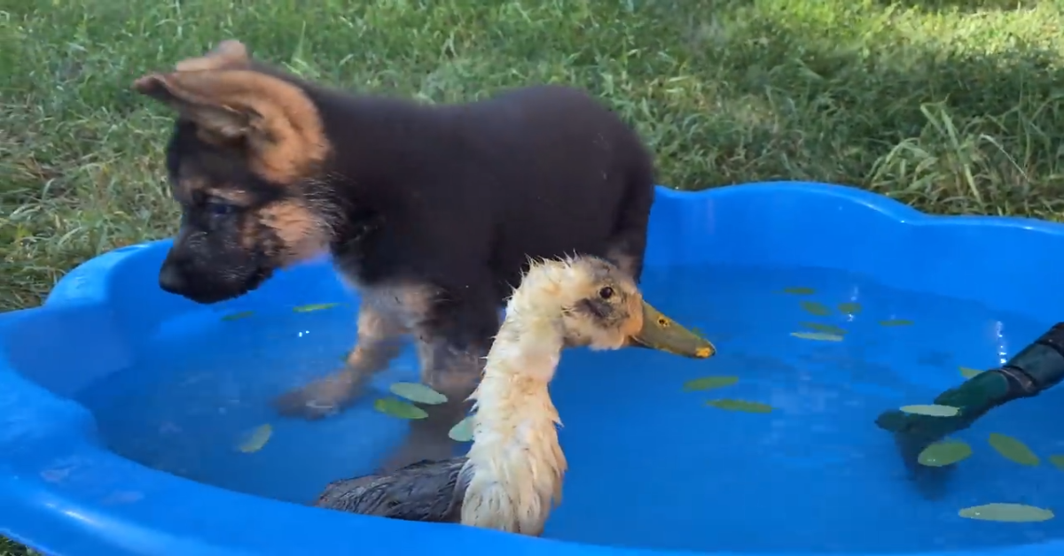 Cucciolo di pastore tedesco incontra cucciolo di oca per la prima volta(VIDEO)