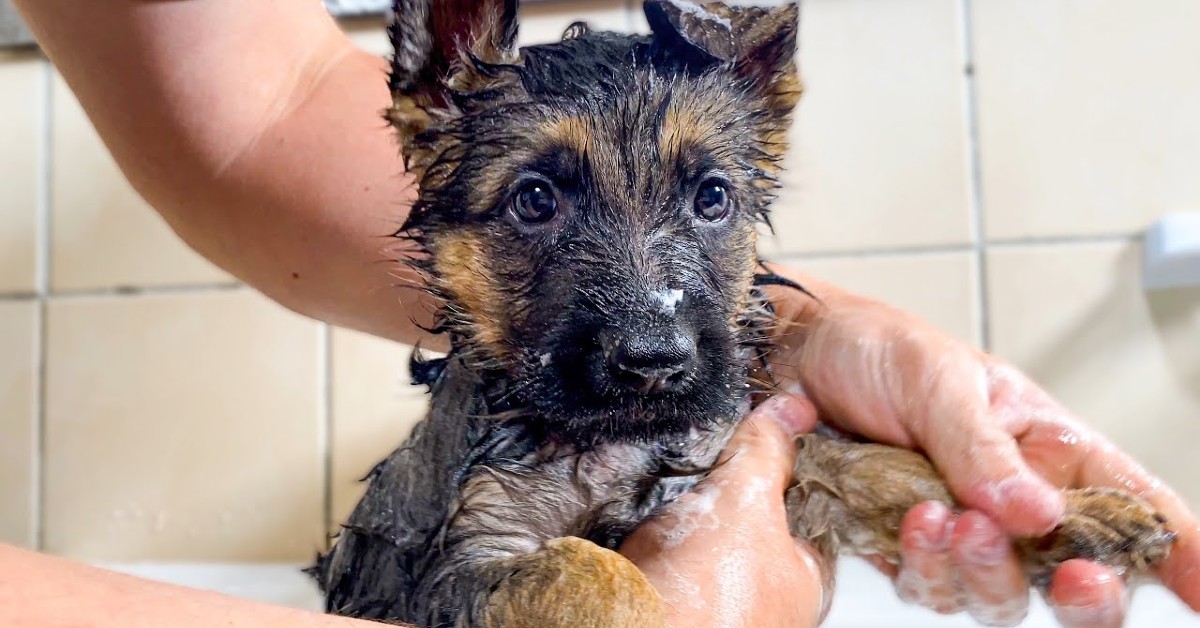 Cucciolo di pastore tedesco fa il bagno per la prima volta(VIDEO)