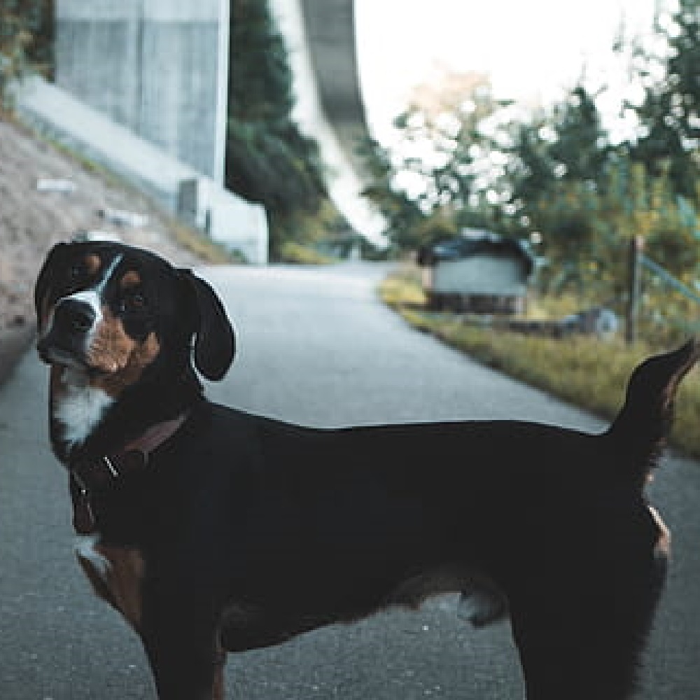 cagnolini abbandono per strada perché