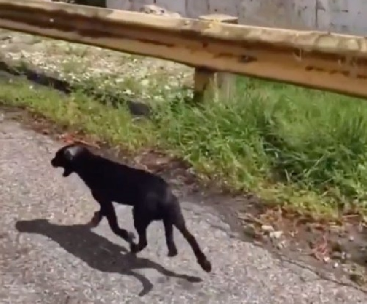 cagnolini abbandono porto rico