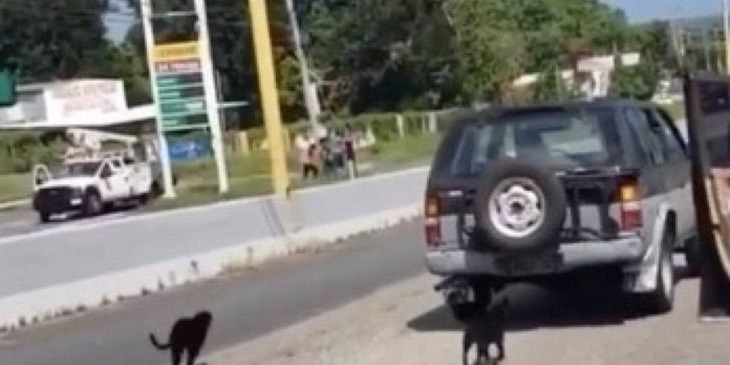 cagnolini abbandono i due seguono auto