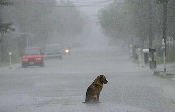 cagnolini abbandono senza motivo