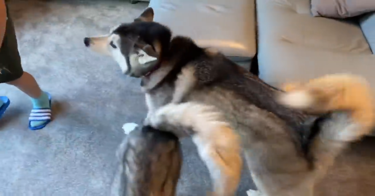 Due husky giocano con i fratelli umani(VIDEO)