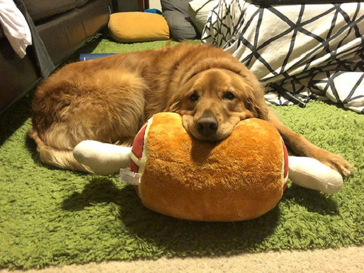 poi cane golden retriever adora giocattoli