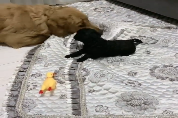 Pork, il golden retriever è felice di incontrare la sua nuova sorellina(VIDEO)