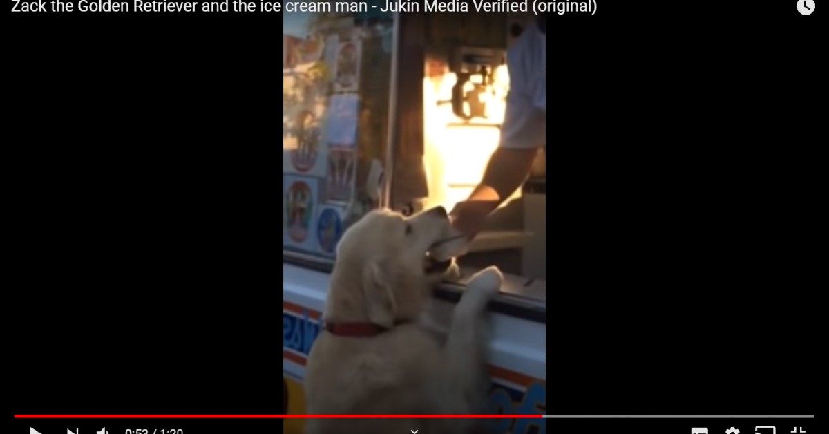 Il golden retriever e l’uomo del gelato sono davvero amici(VIDEO)