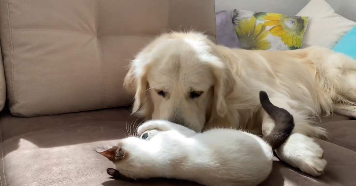 Golden retriever lotta contro un gatto ma stanno solo giocando (VIDEO)