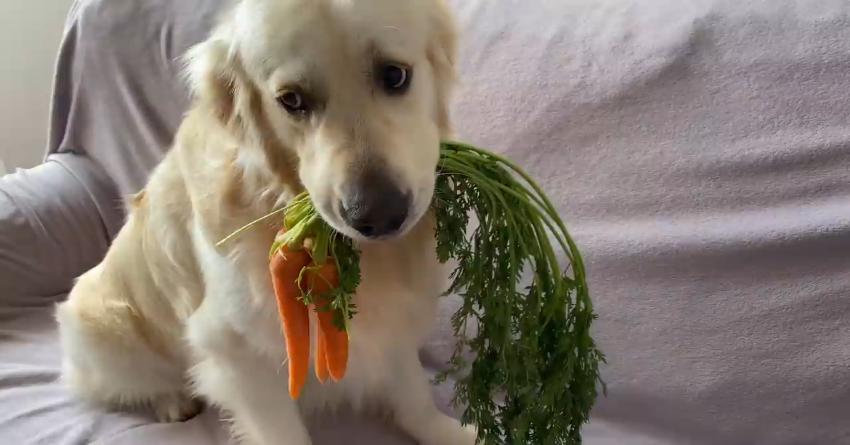 Golden retriever mangia carote con i suoi amici(VIDEO)
