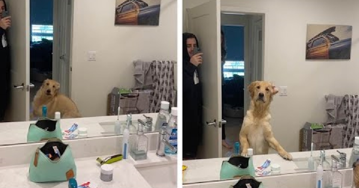 Golden retriever trova il padre usando lo specchio (VIDEO)