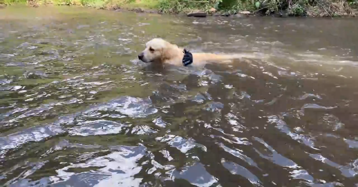 Golden Retriever va alle cascate per la prima volta (VIDEO)