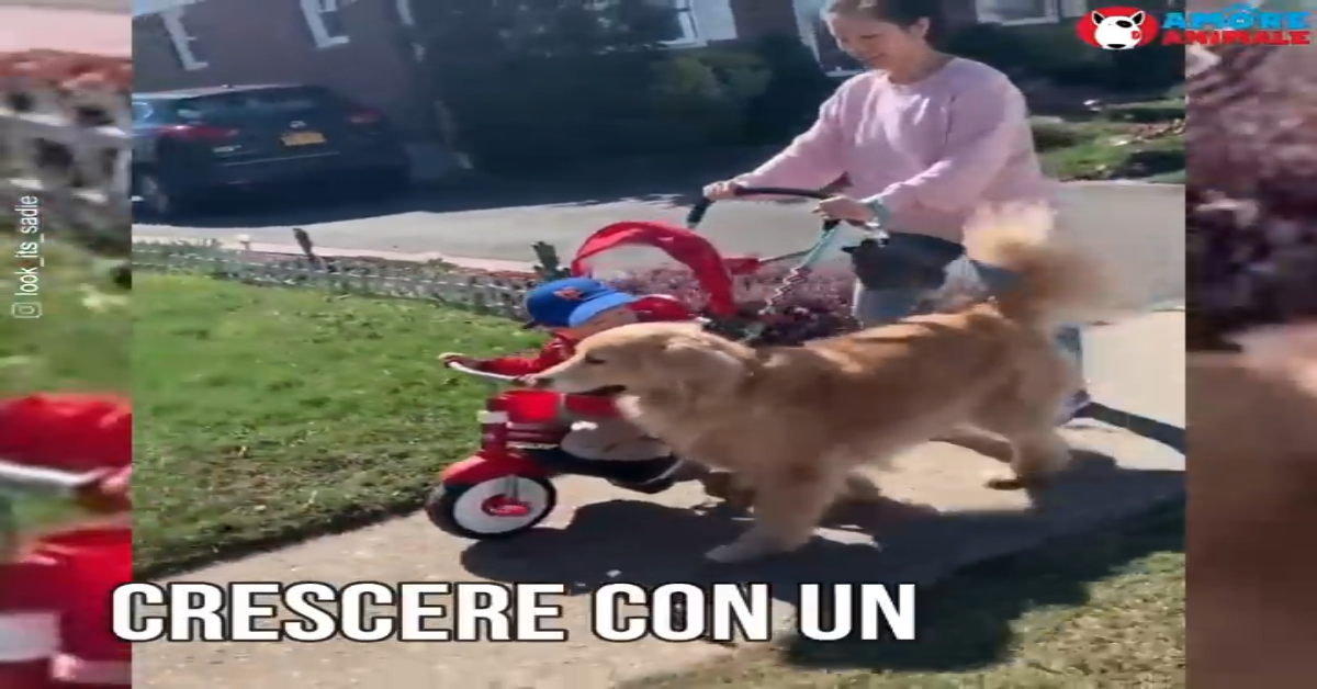 Golden retriever è innamorato follemente del fratellino(VIDEO)