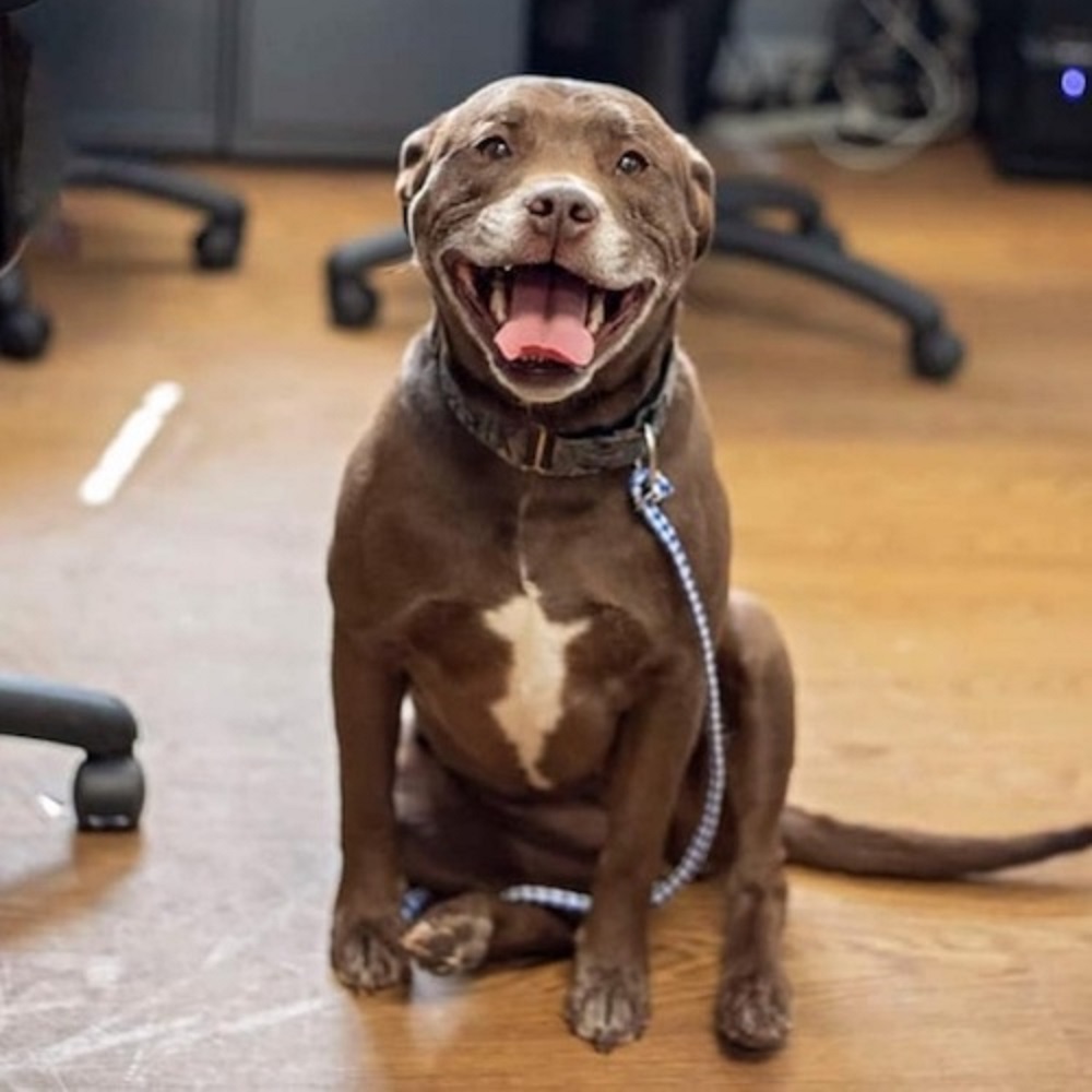 halo cane pitbull arrivo rifugio