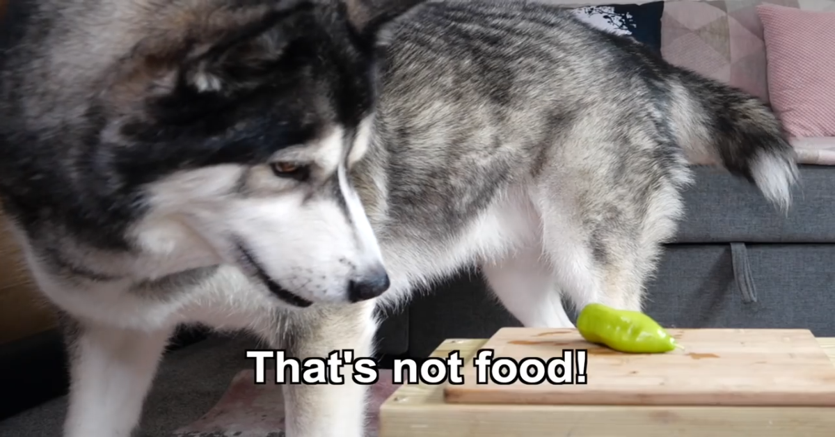 Husky assaggia nuovi cibi per la prima volta(VIDEO)