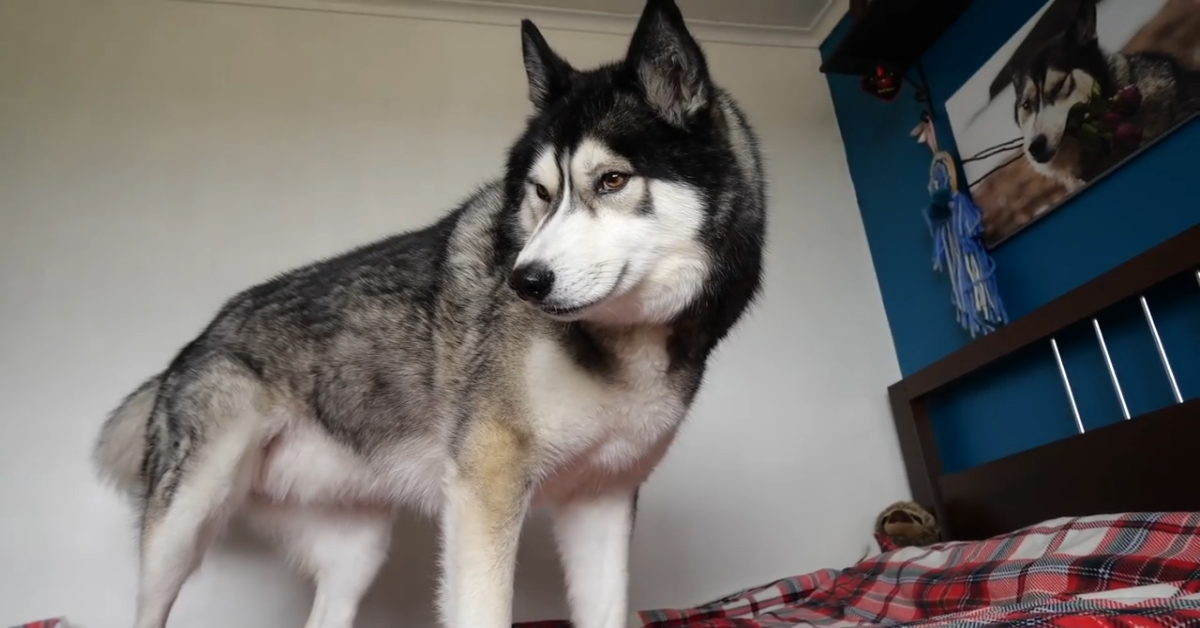Husky e l’alfabeto, il divertente filmato da non perdere(VIDEO)