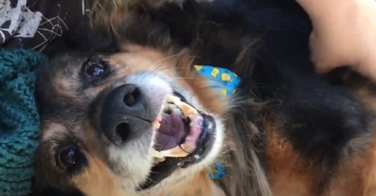Il cucciolo sull’orlo del baratro viene incredibilmente salvato (VIDEO)
