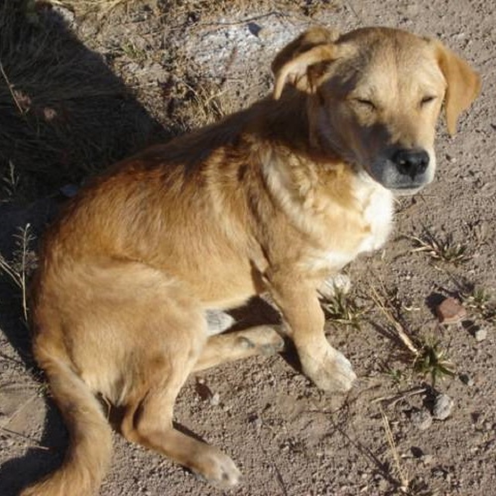 rocky cane randagio cade pozzo