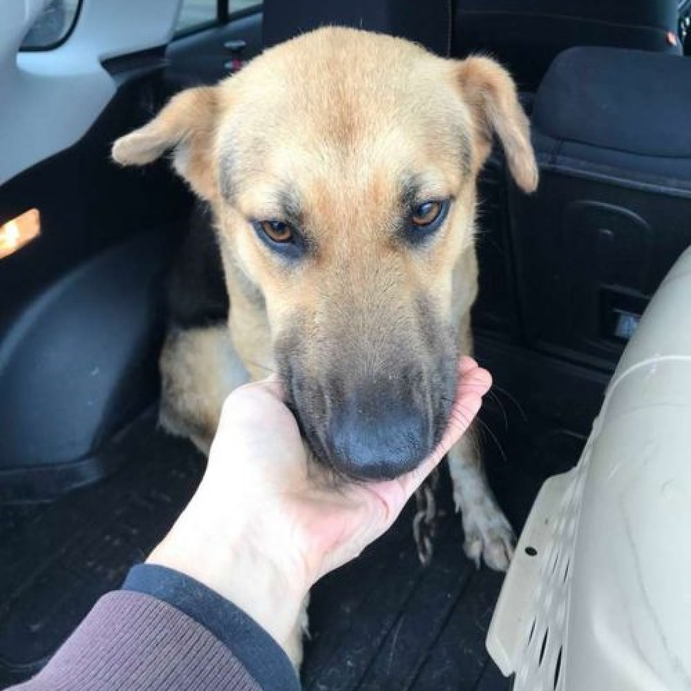 penelope cagnolina sola autostrada