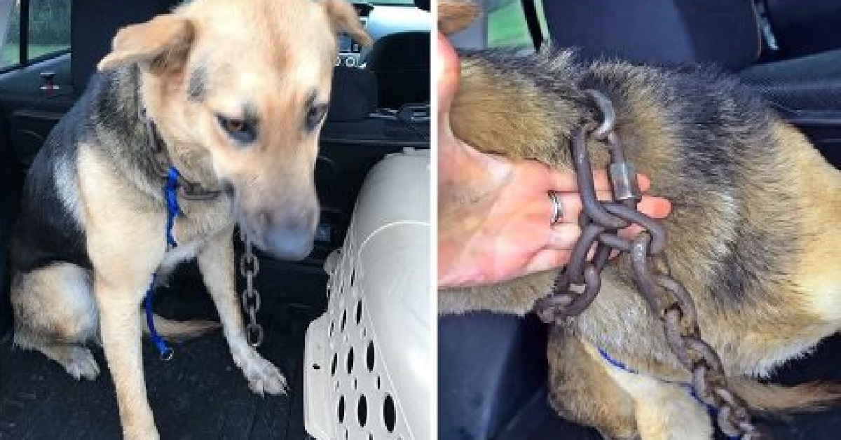 Il salvataggio del cane con una pesante catena sul collo (FOTO)