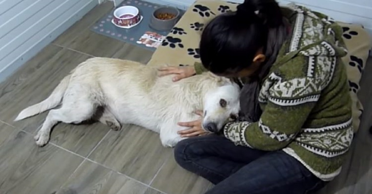 Il salvataggio del cane di strada con un cancro alla milza (VIDEO)