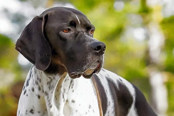 cane con la maschera nera