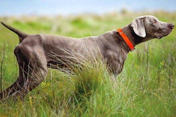 weimaraner cane da ferma