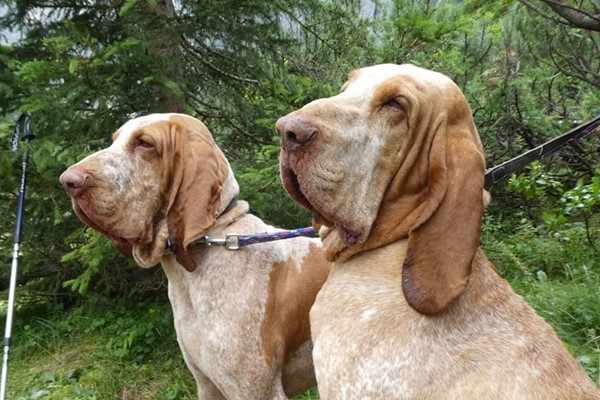 bracco italiano con un grande tartufo