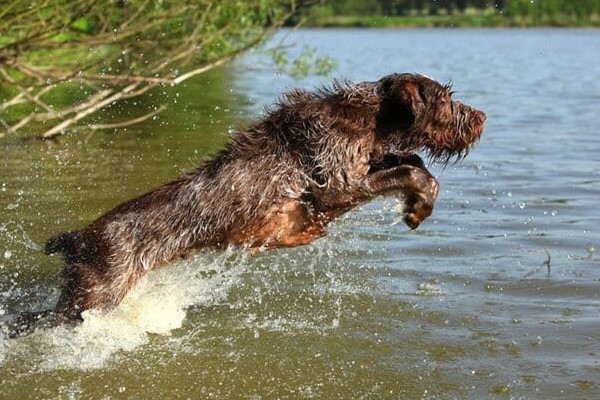 spinone italiano che si tuffa in acqua