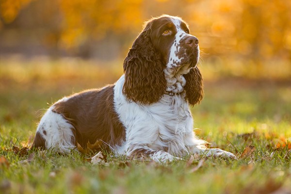 cocker spaniel inglese