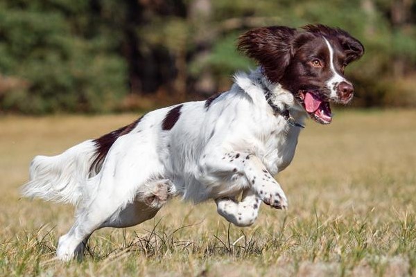 springer spaniel inglese