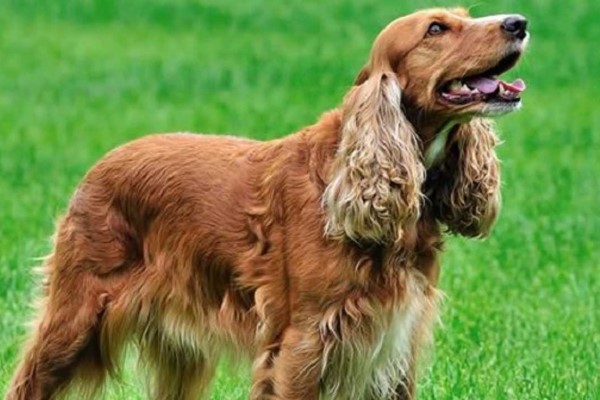 cocker spaniel inglese