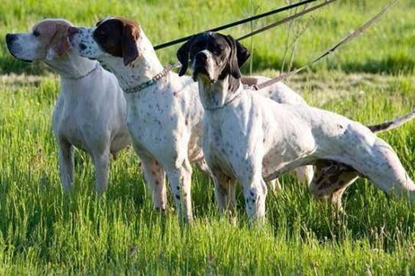 tre cani da caccia al guinzaglio