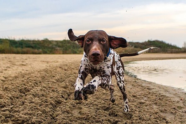 pointer inglese che corre