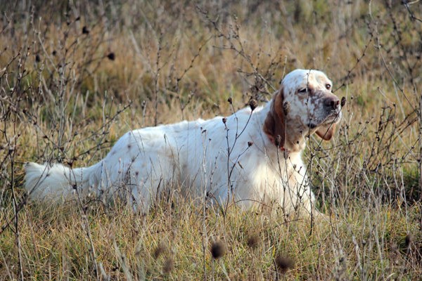 setter inglese che punta una preda