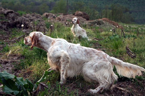 due esemplari di setter inglese