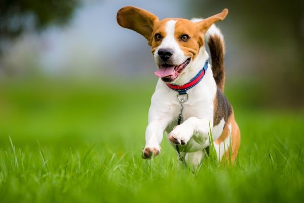 beagle che corre sul prato