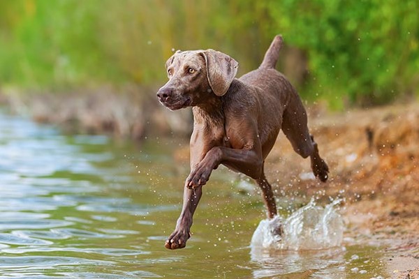 weimaraner che corre in acqua