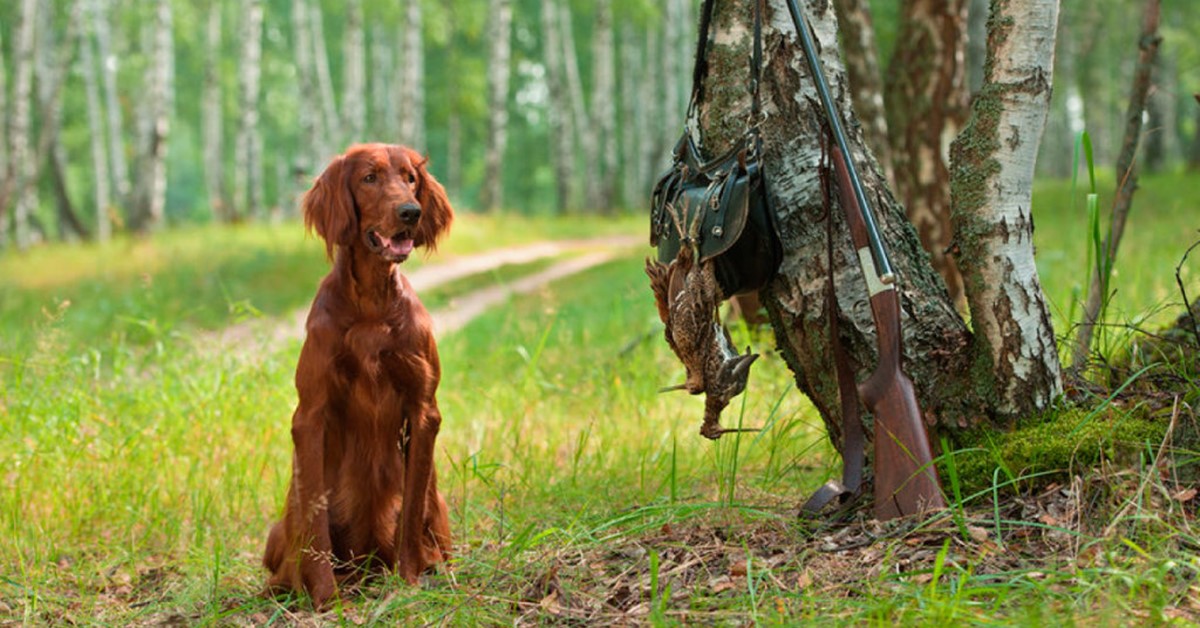 Cani da caccia, immagini e fotografie che lasciano davvero a bocca aperta