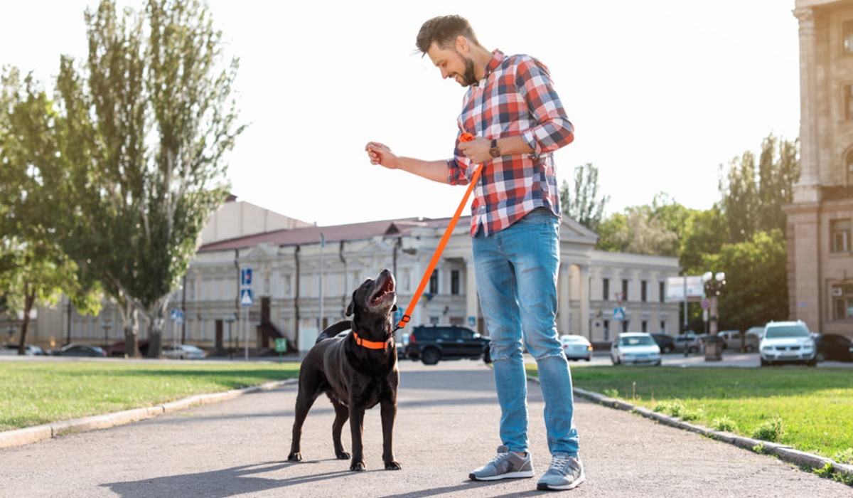 addestrare un cane con gli snack