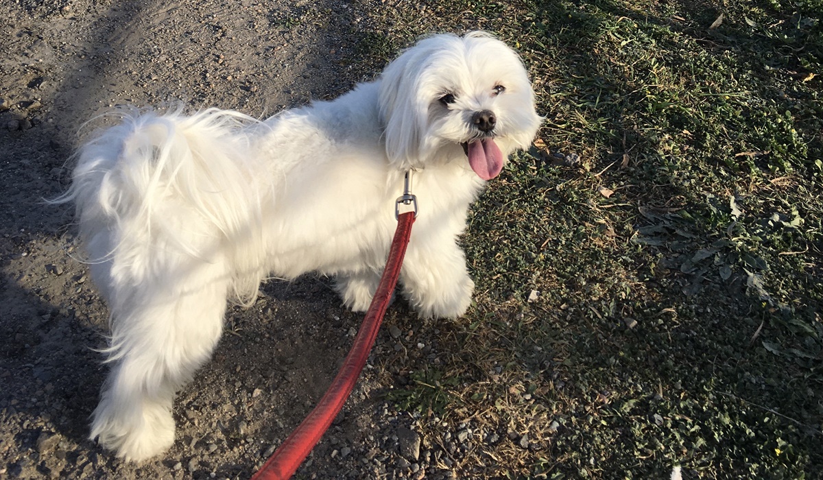 cane bianco a pelo lungo